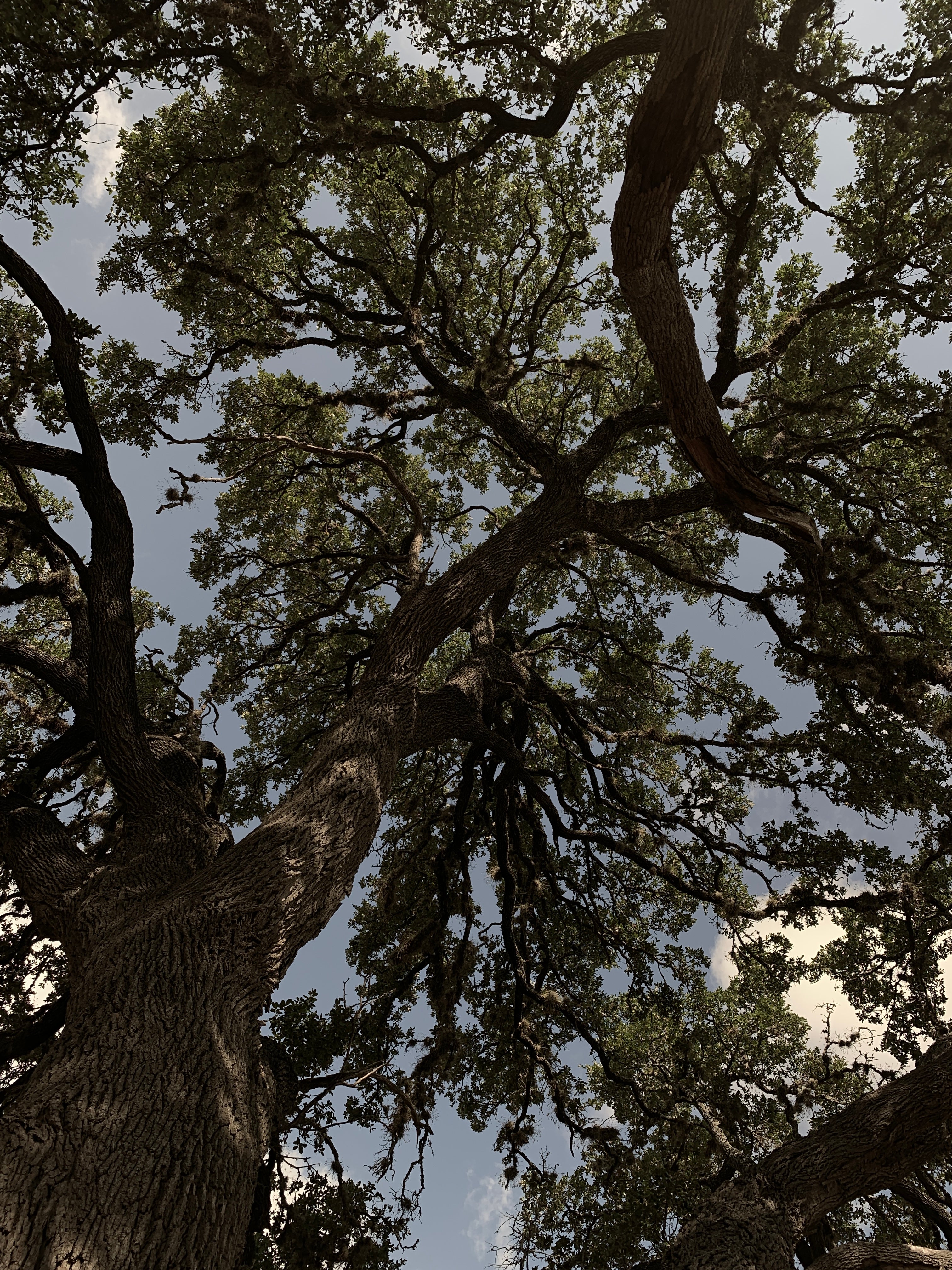 Tree coverage