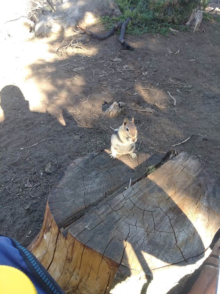Kevin R.'s photo of camping with pets at Lava Camp Lake Campground near Willamette National Forest