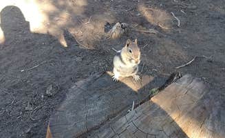 Kevin R.'s photo of camping with pets at Lava Camp Lake Campground near Willamette National Forest