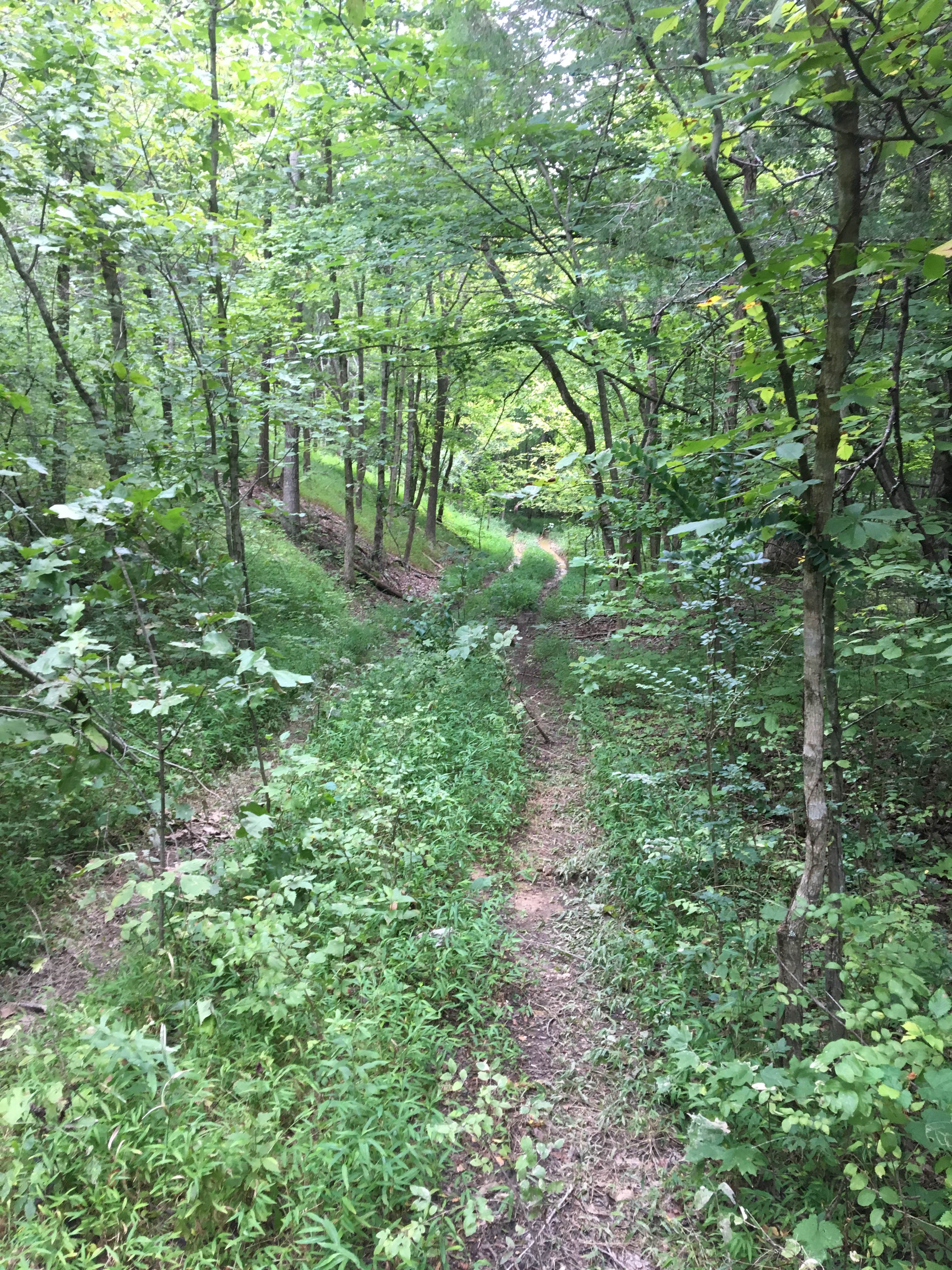 Camper submitted image from Jones Creek - 5