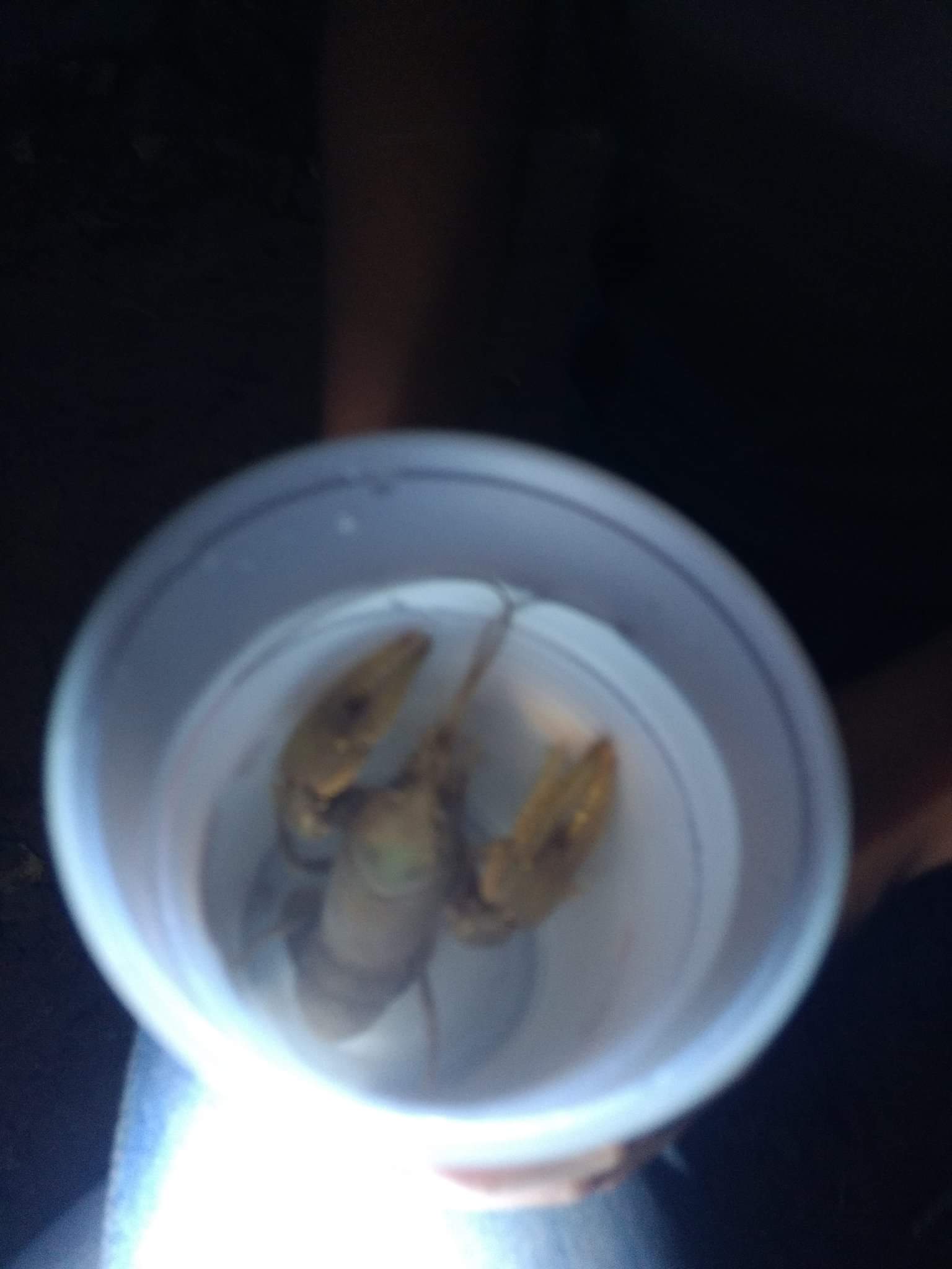 Crawdad catch and release