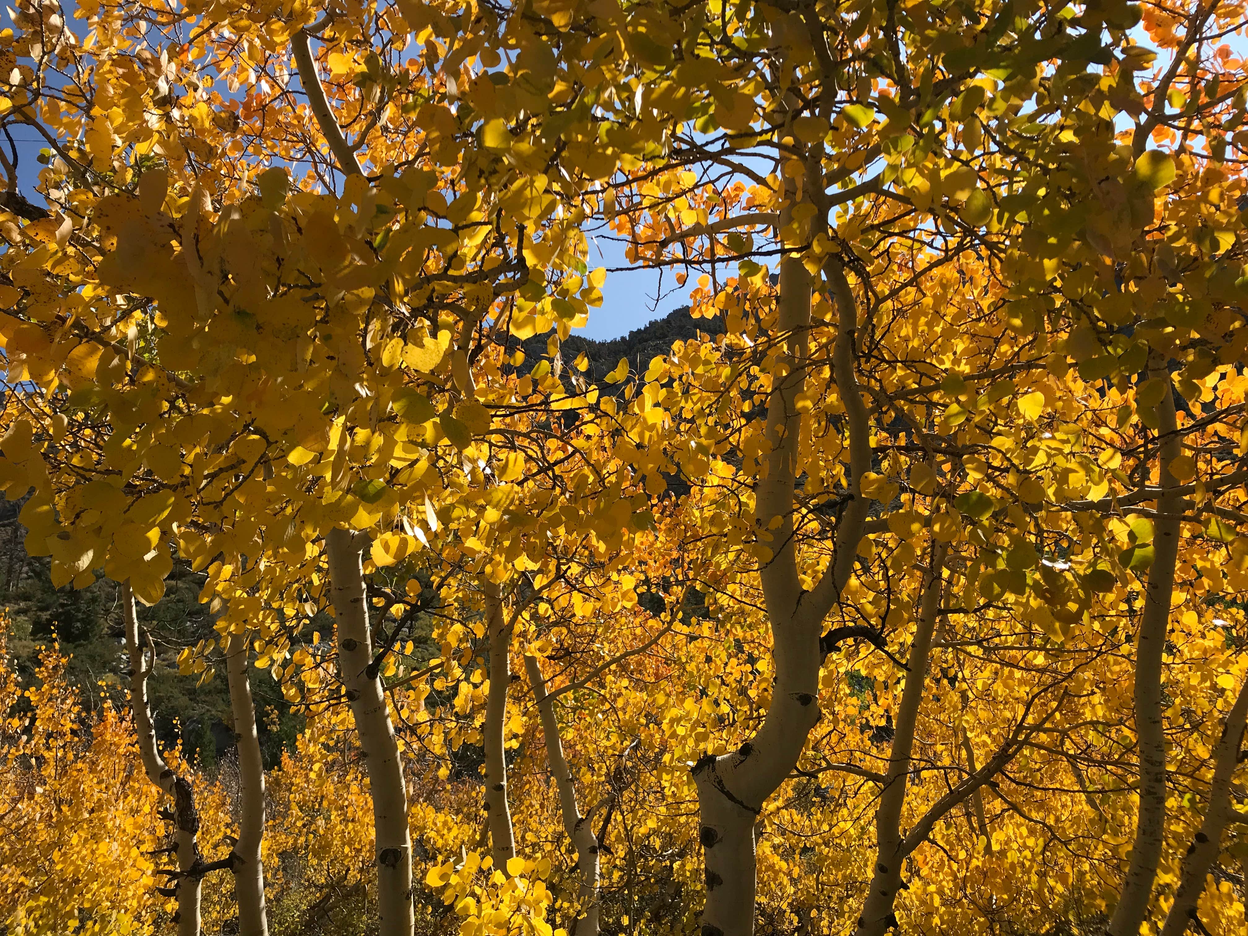 Camper-submitted photo at Sabrina Campground near Big Pine, CA