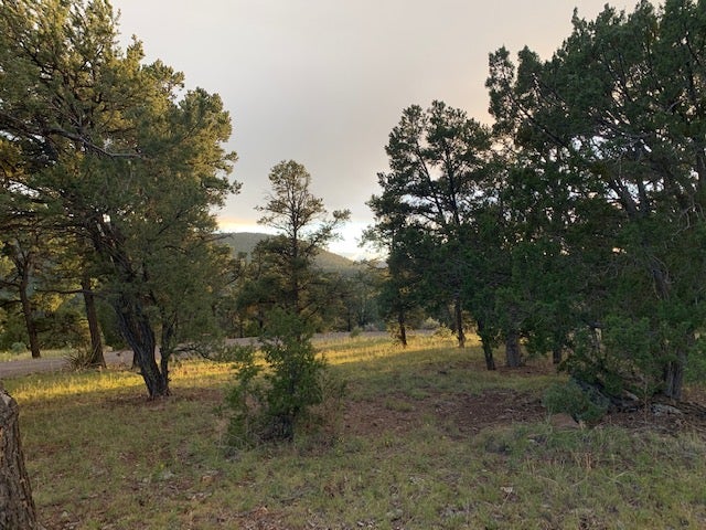 Camper submitted image from Piñon Campground - 1