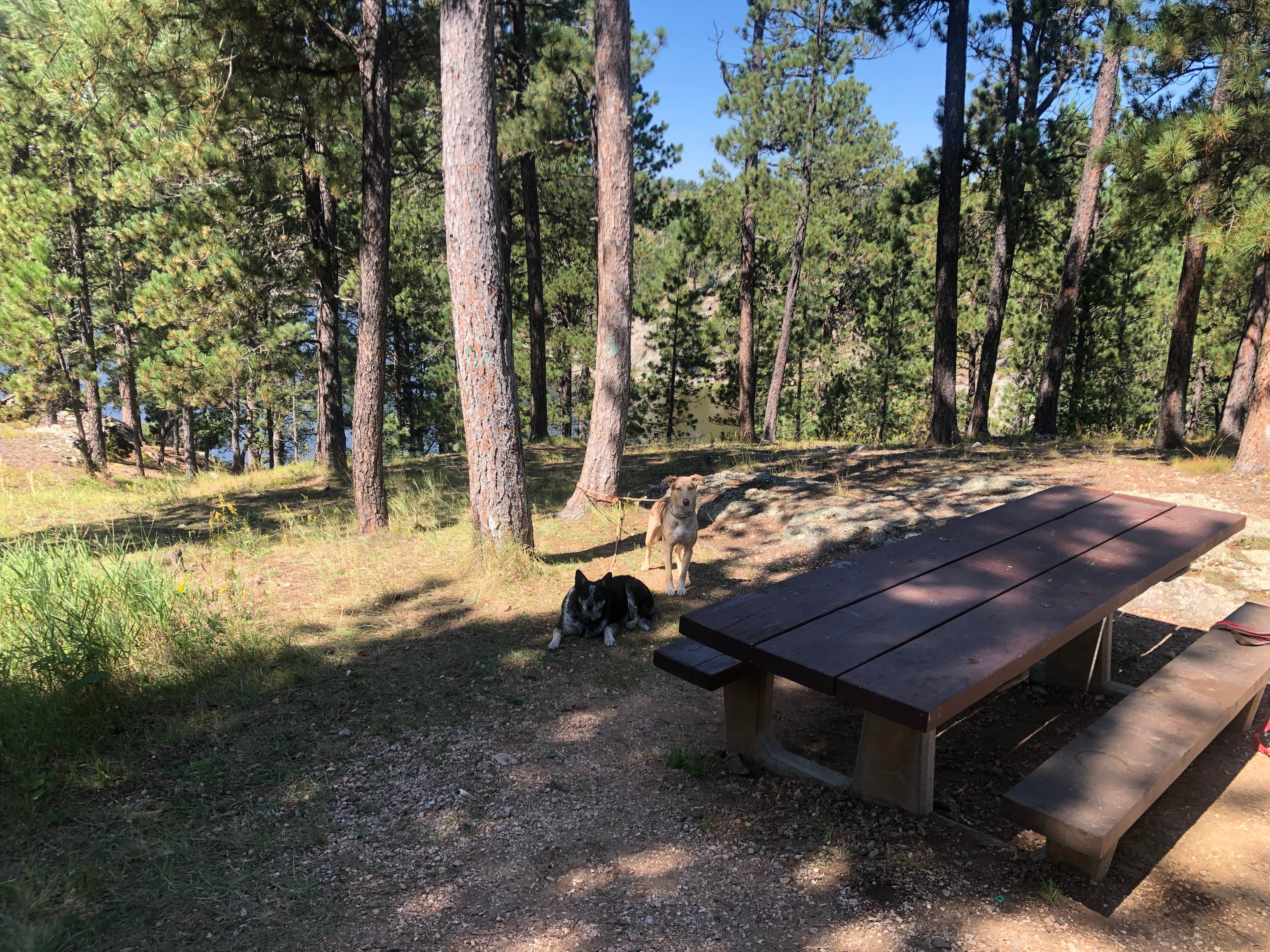 Hayley K.'s photo of camping with pets at Bismarck Lake Campground near Custer, SD