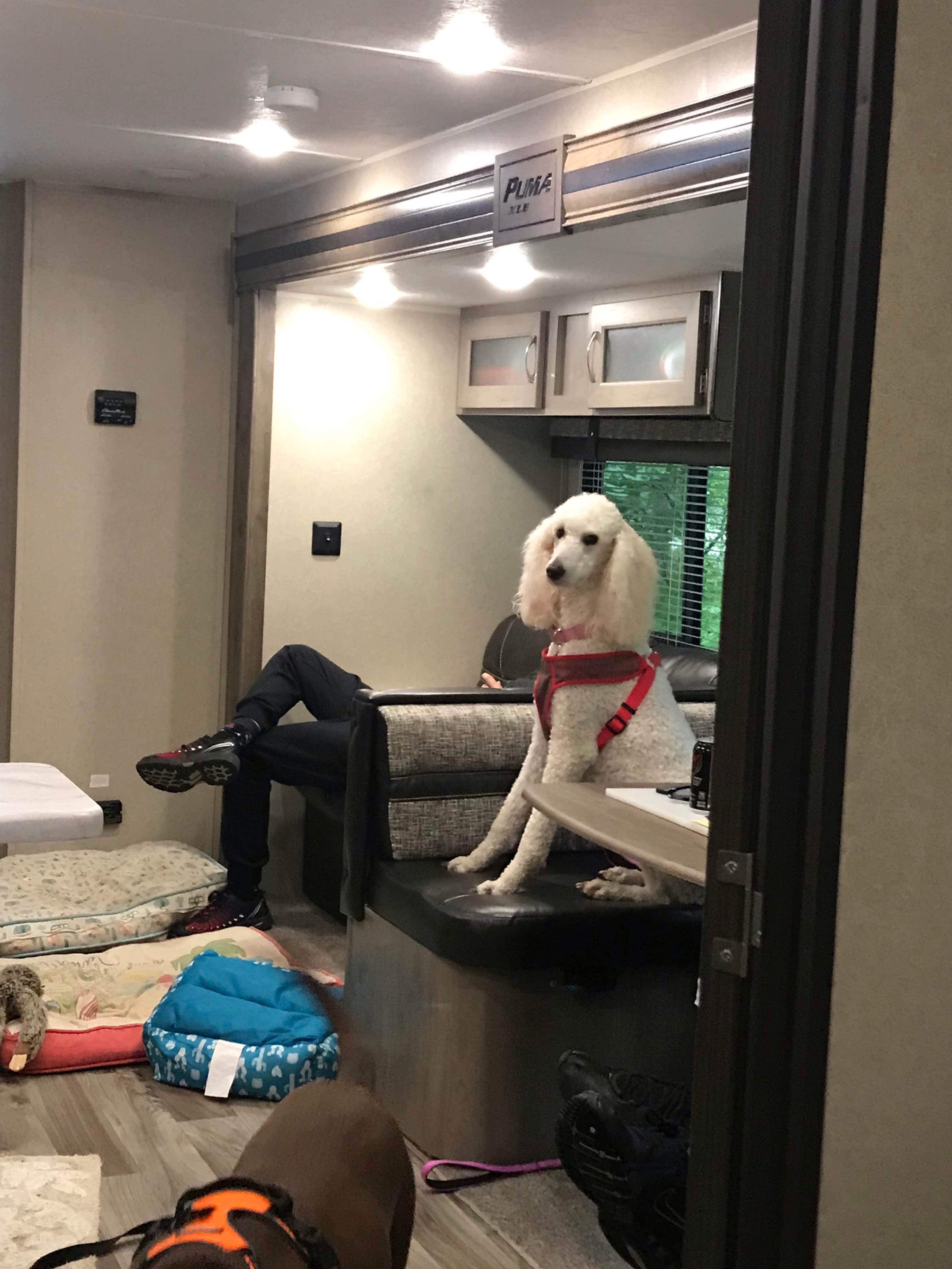 Happy Camping Doggies