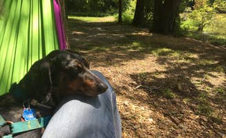 Shelly S.'s photo of camping with pets at Redd Hollow near Dresden, TN