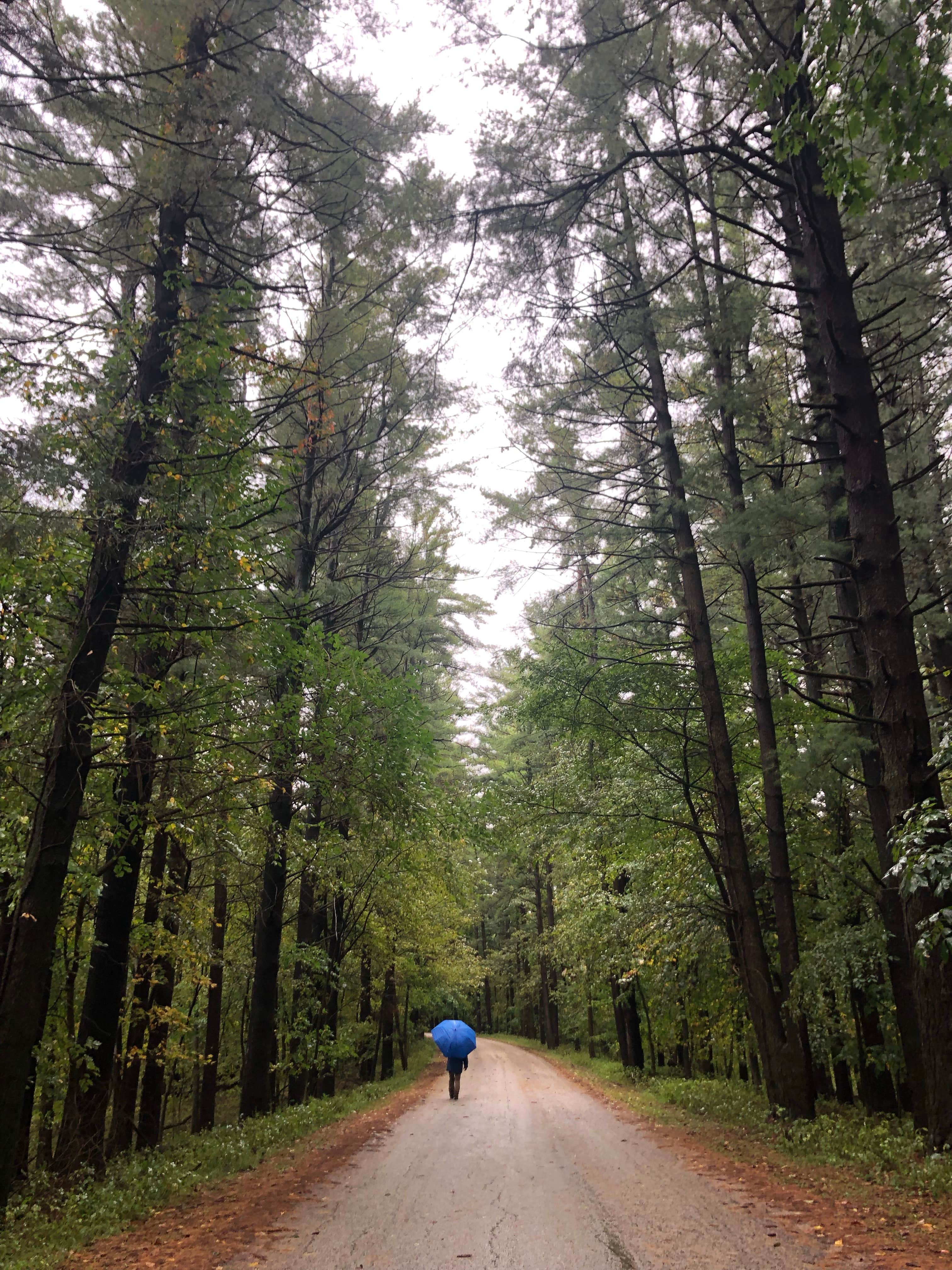 Camper submitted image from Wapsipinicon State Park Campground - 3
