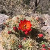 Review photo of Chiricahua Mountains by Rebecca S., October 2, 2019