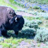 Review photo of Grant Village Campground — Yellowstone National Park by Frankie M., October 3, 2019