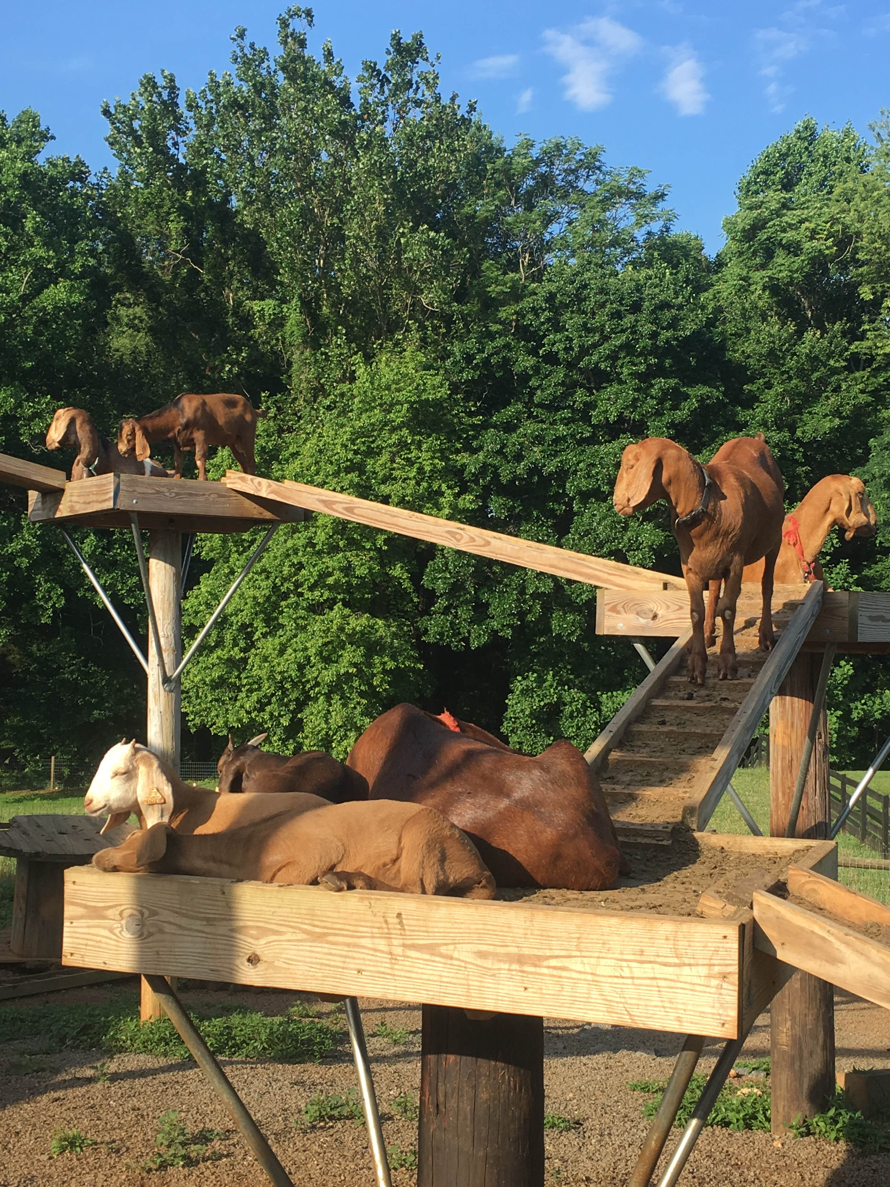 Camper-submitted photo at Madison Vines RV Resort & Cottages near Flint Hill, VA