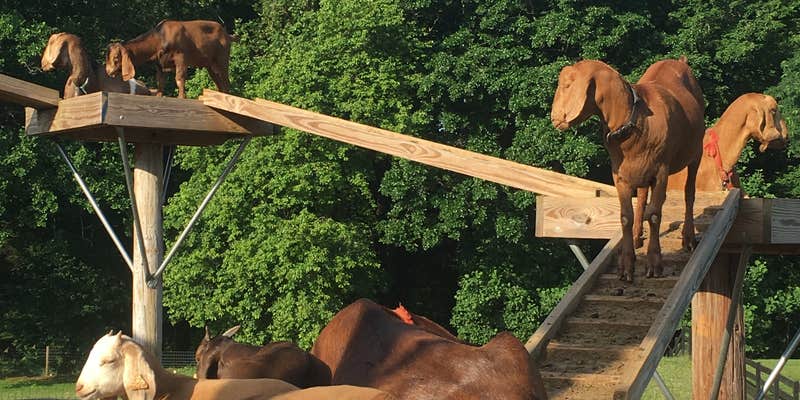 Camper submitted image from Madison Vines RV Resort & Cottages