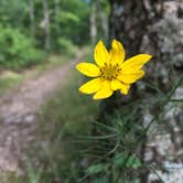 Review photo of Loft Mountain Campground — Shenandoah National Park by RL , September 23, 2019