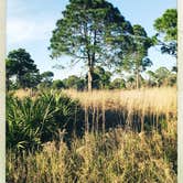 Review photo of Oscar Scherer State Park Campground by Georgette O., June 29, 2016