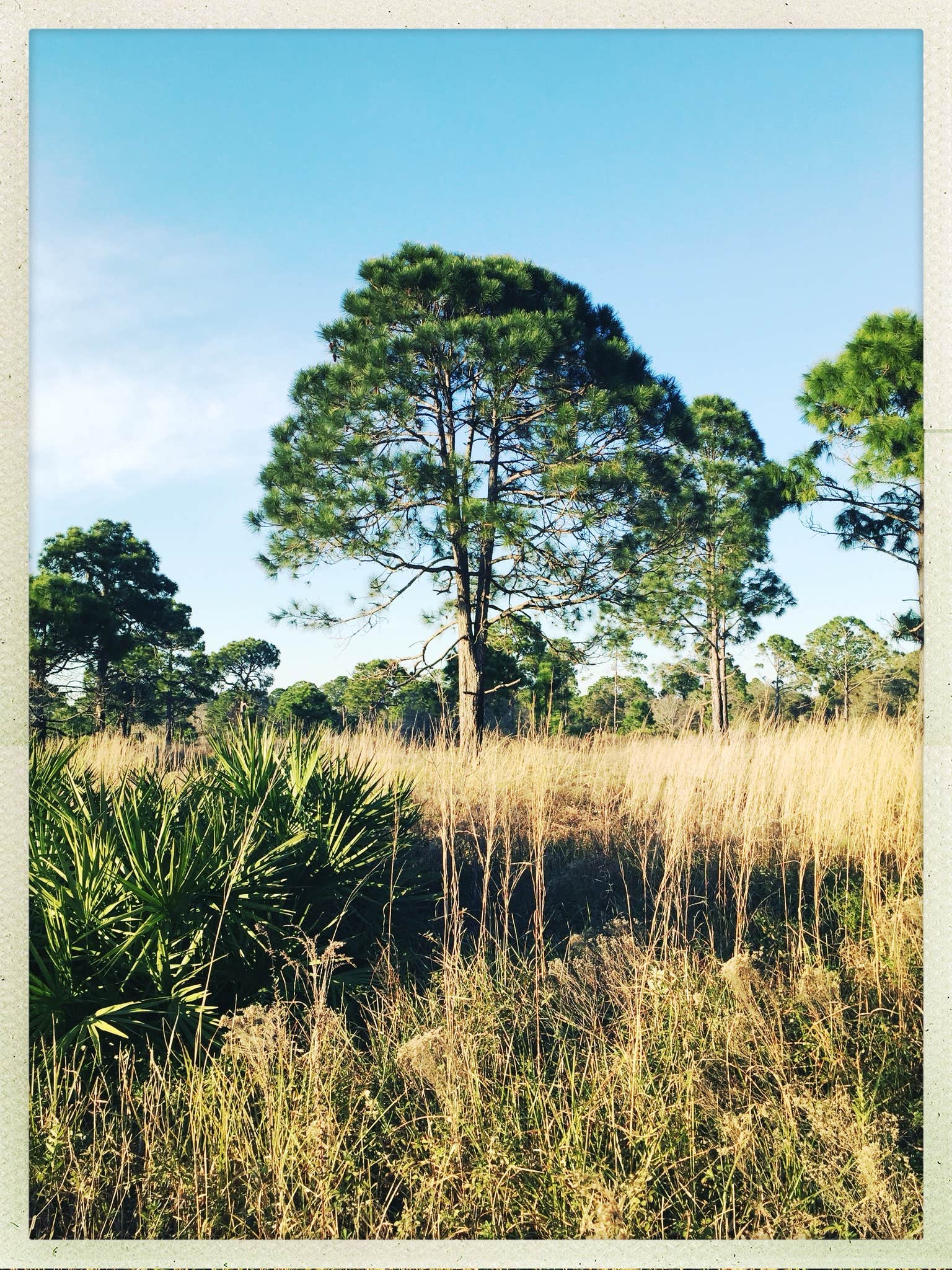 Camper submitted image from Oscar Scherer State Park Campground - 2
