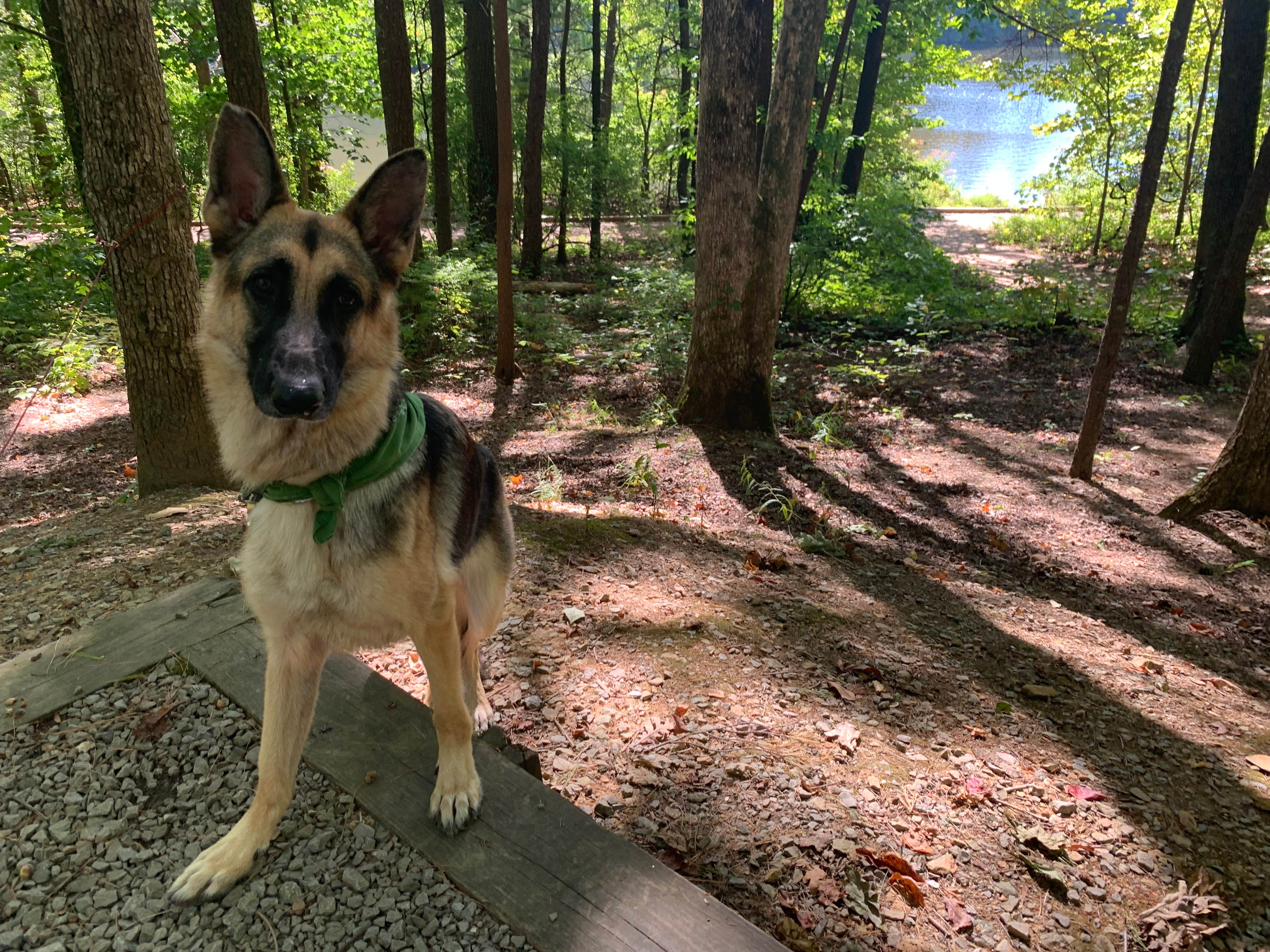 Alyson B.'s photo of camping with pets at Fort Mountain State Park Campground near Carters Lake