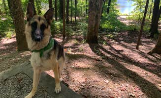 Alyson B.'s photo of camping with pets at Fort Mountain State Park Campground near Resaca, GA