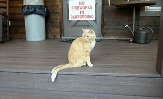 Susan S.'s photo of camping with pets at Smoky Bear Campground near Cosby, TN
