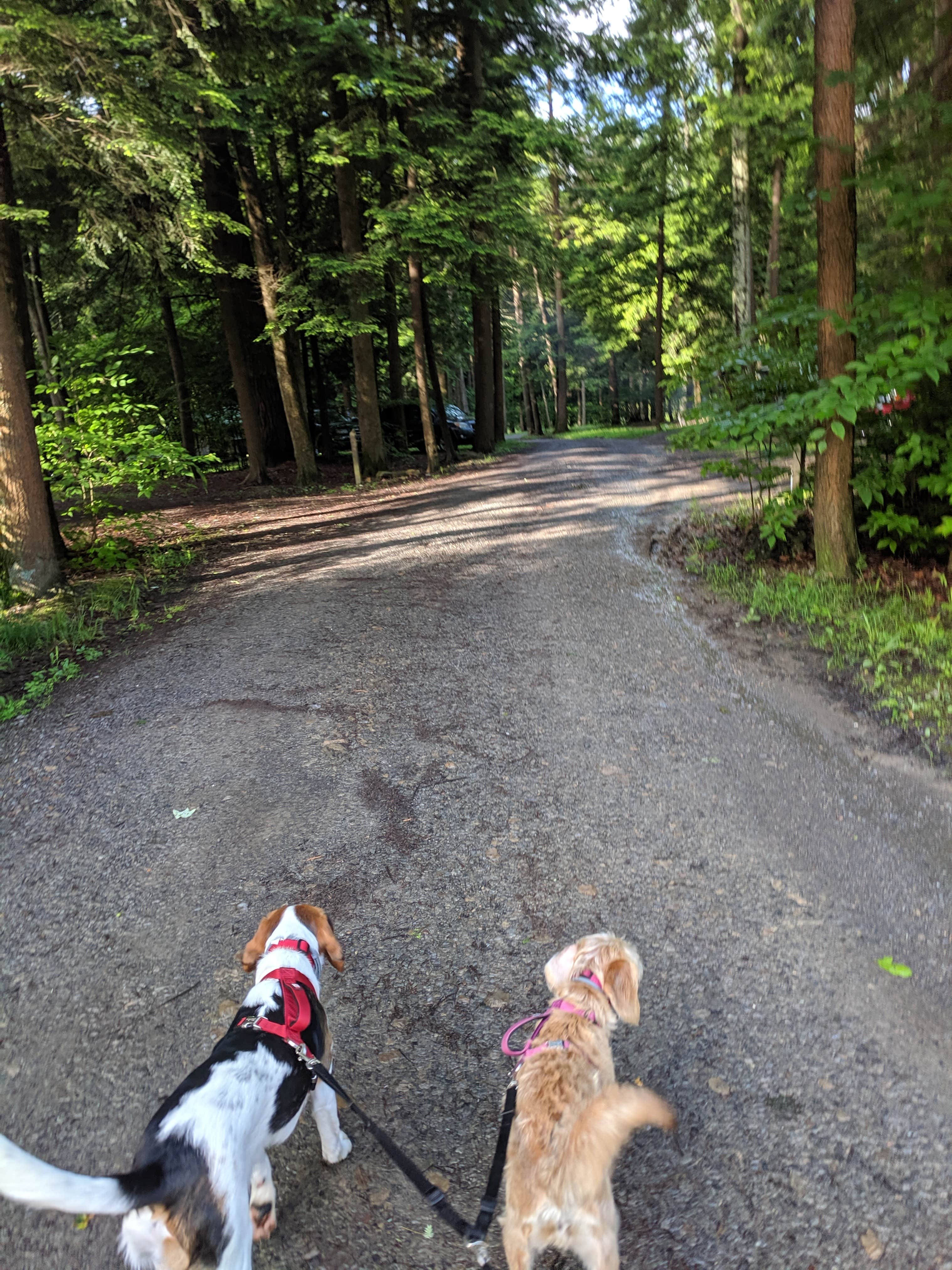 Susan S.'s photo of camping with pets at Ridge Campground near Pennsylvania Furnace, PA
