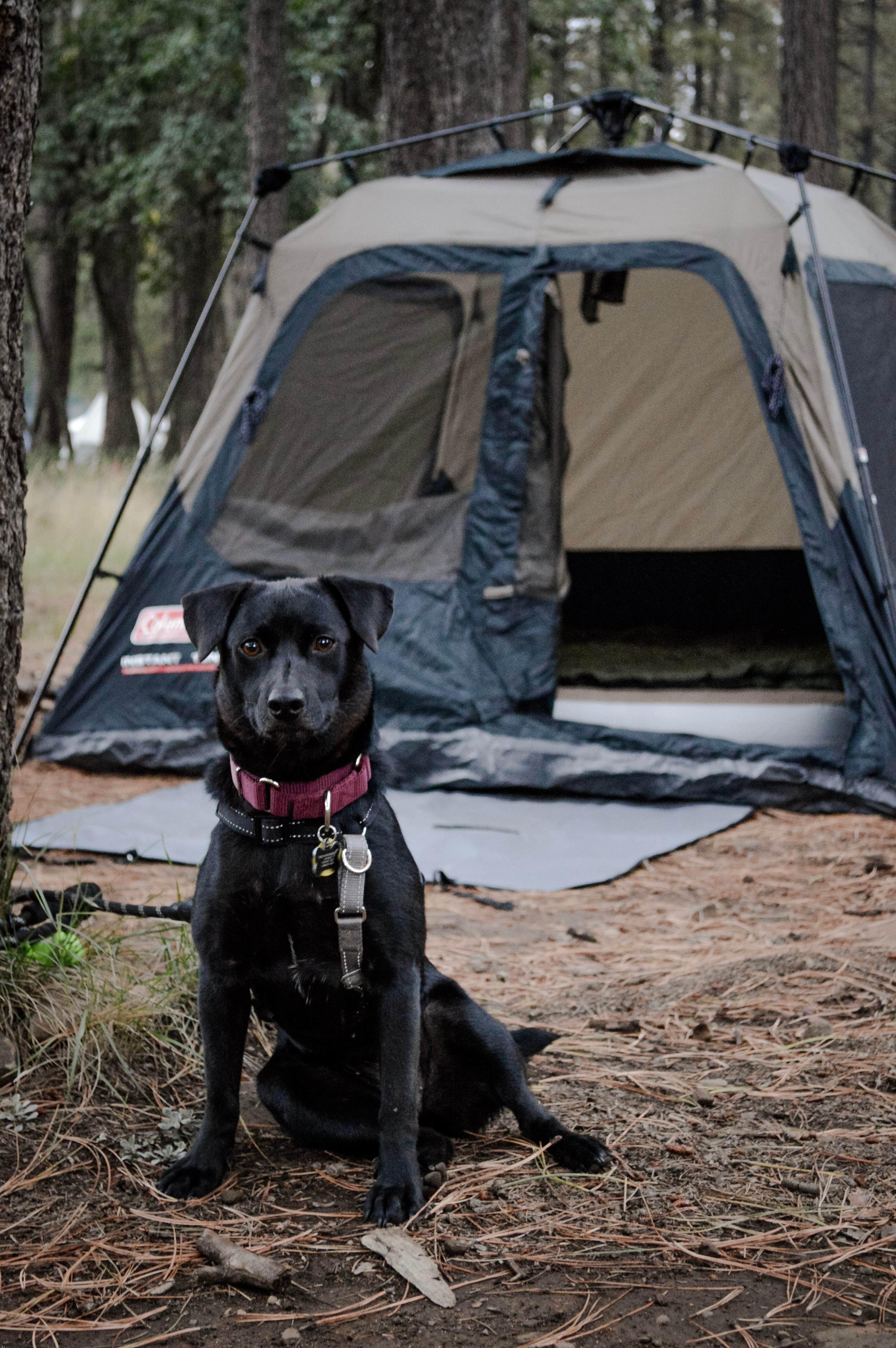 Sophia S.'s photo of camping with pets at Aspen Campground near Young, AZ