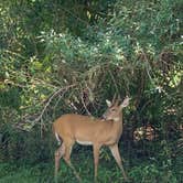 Review photo of Palmetto Ridge Campground — Myakka River State Park by Nat W., October 4, 2019