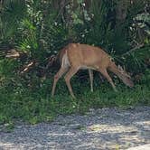 Review photo of Palmetto Ridge Campground — Myakka River State Park by Nat W., October 4, 2019