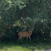 Review photo of Palmetto Ridge Campground — Myakka River State Park by Nat W., October 4, 2019