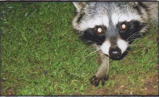 Kate W.'s photo of camping with pets at Kirk Creek Campground near Jolon, CA