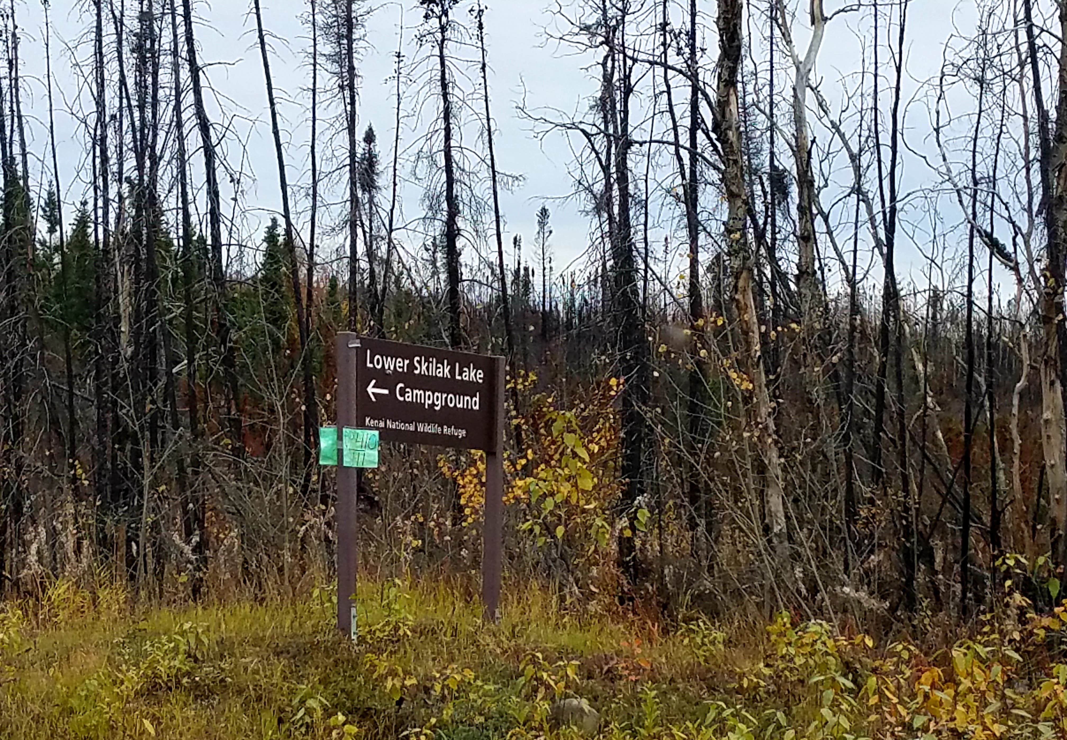 Camper submitted image from Lower Skilak Lake Campground - 1