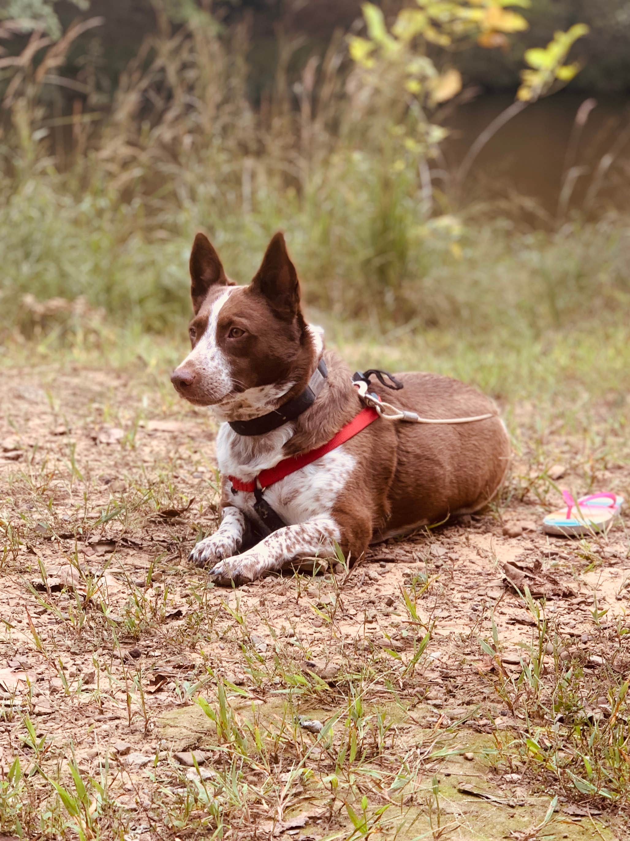 Chris H.'s photo of camping with pets at Robbers Cave State Park — Robbers Cave State Resort Park in Oklahoma
