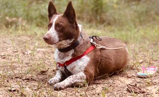 Chris H.'s photo of camping with pets at Robbers Cave State Park — Robbers Cave State Resort Park near Sardis Lake