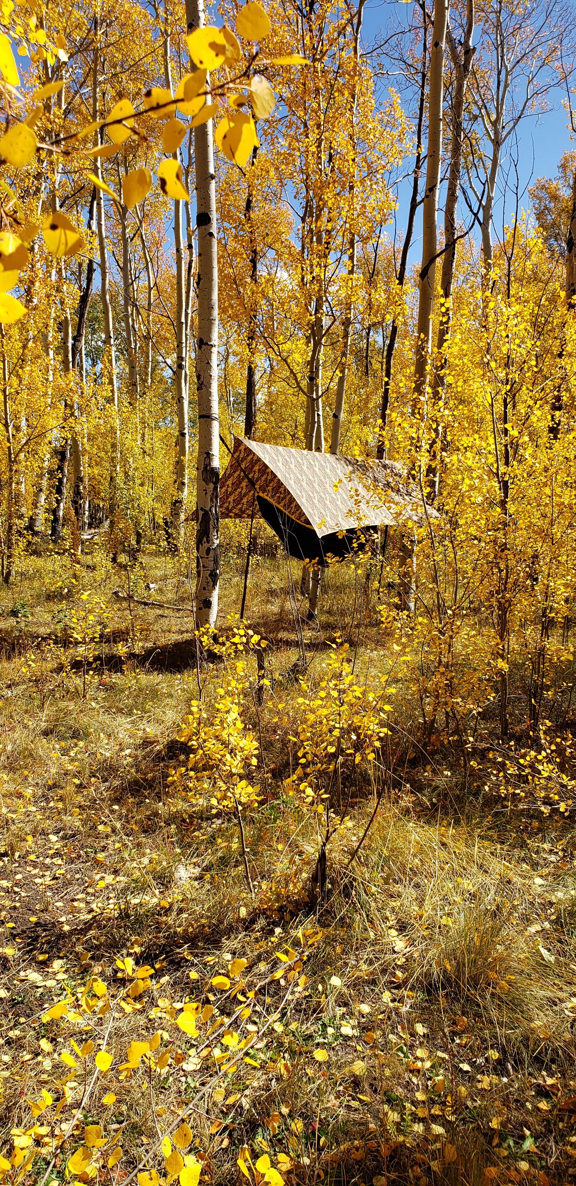Camper submitted image from Dispersed Grand County Rd 212, Medecine Bow-Routt National Forest - 5