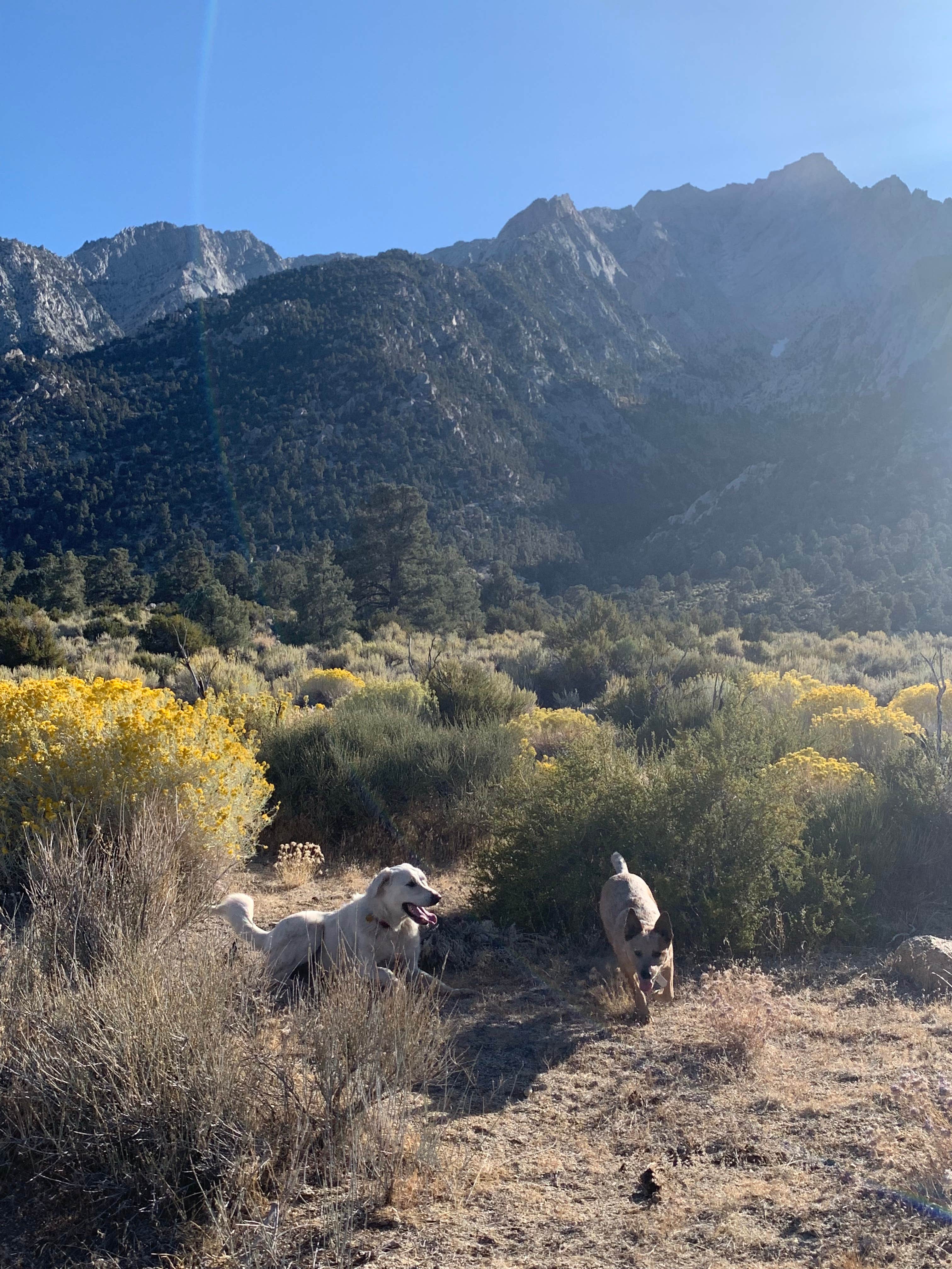 Vanessa H.'s photo of camping with pets at Lone Pine near Sequoia & Kings Canyon National Parks