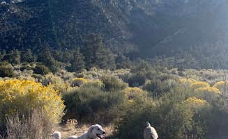 Vanessa H.'s photo of camping with pets at Lone Pine near Alabama Hills, CA