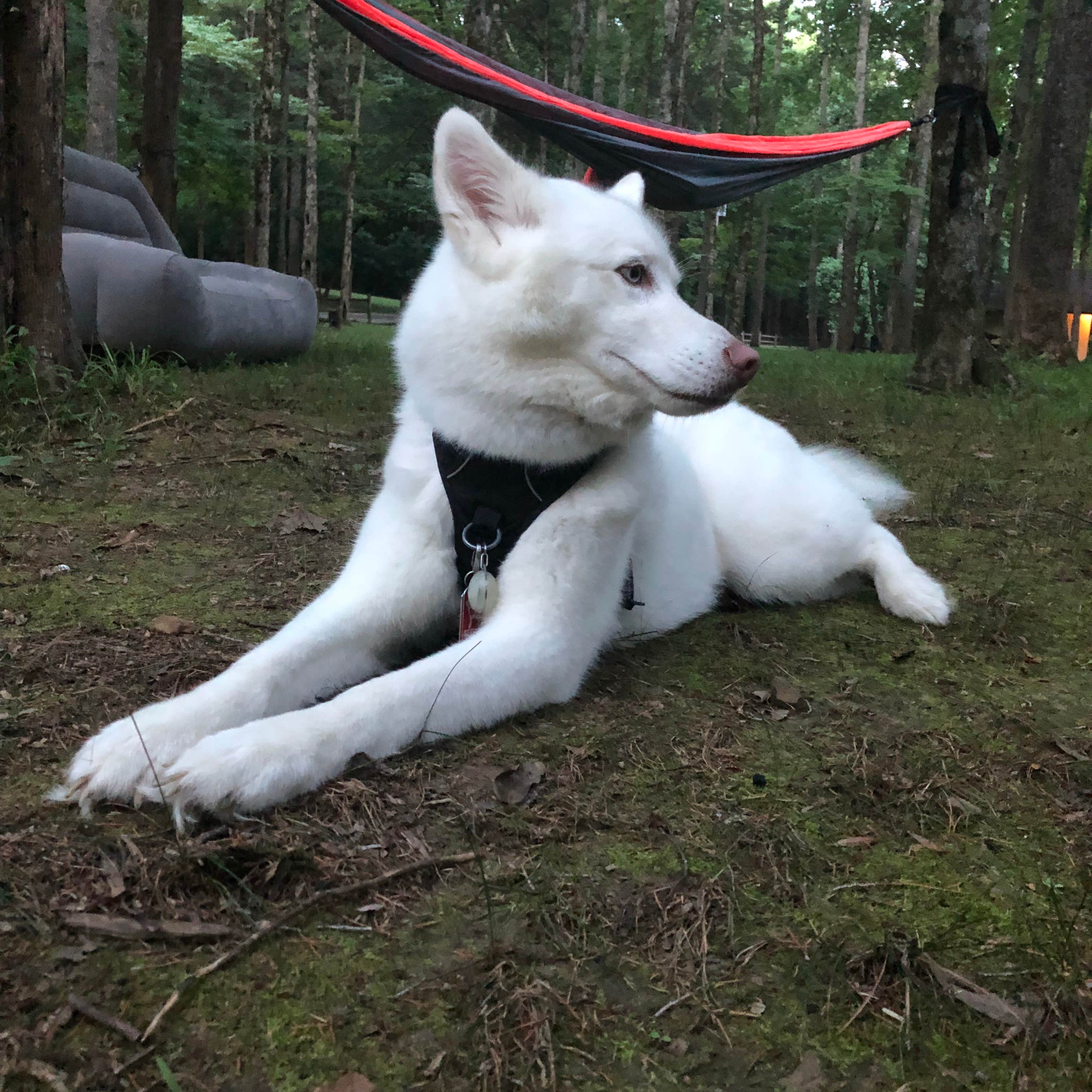 Stæven F.'s photo of camping with pets at Montgomery Bell State Park Campground near Clarksville, TN