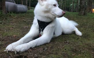 Stæven F.'s photo of camping with pets at Montgomery Bell State Park Campground near Dickson, TN