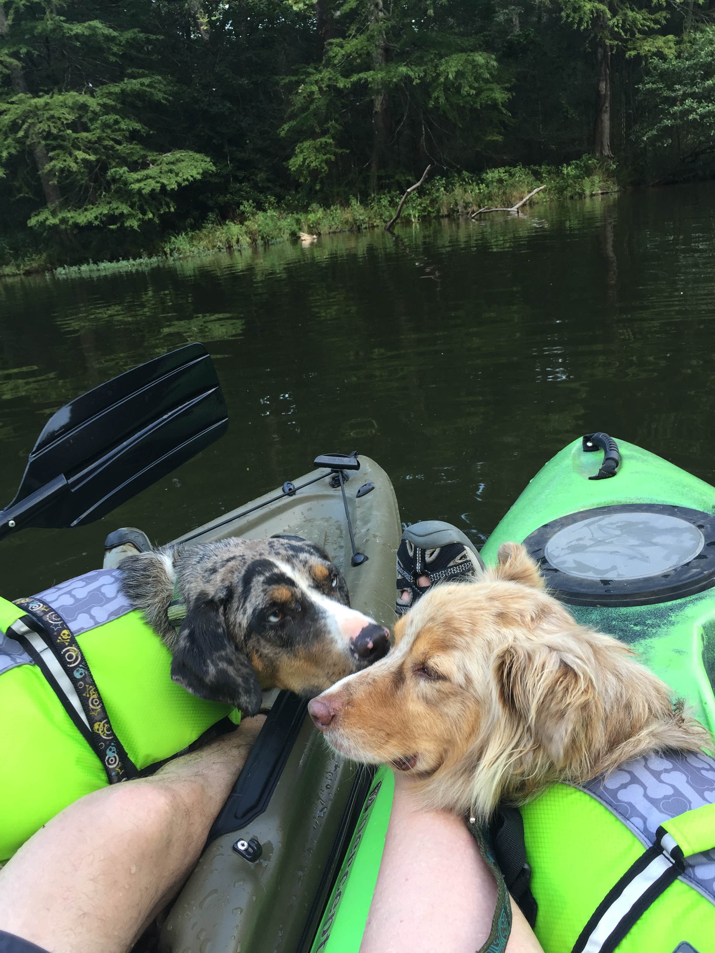 Amber L.'s photo of camping with pets at Beavers Bend State Park Campground near New Boston, TX