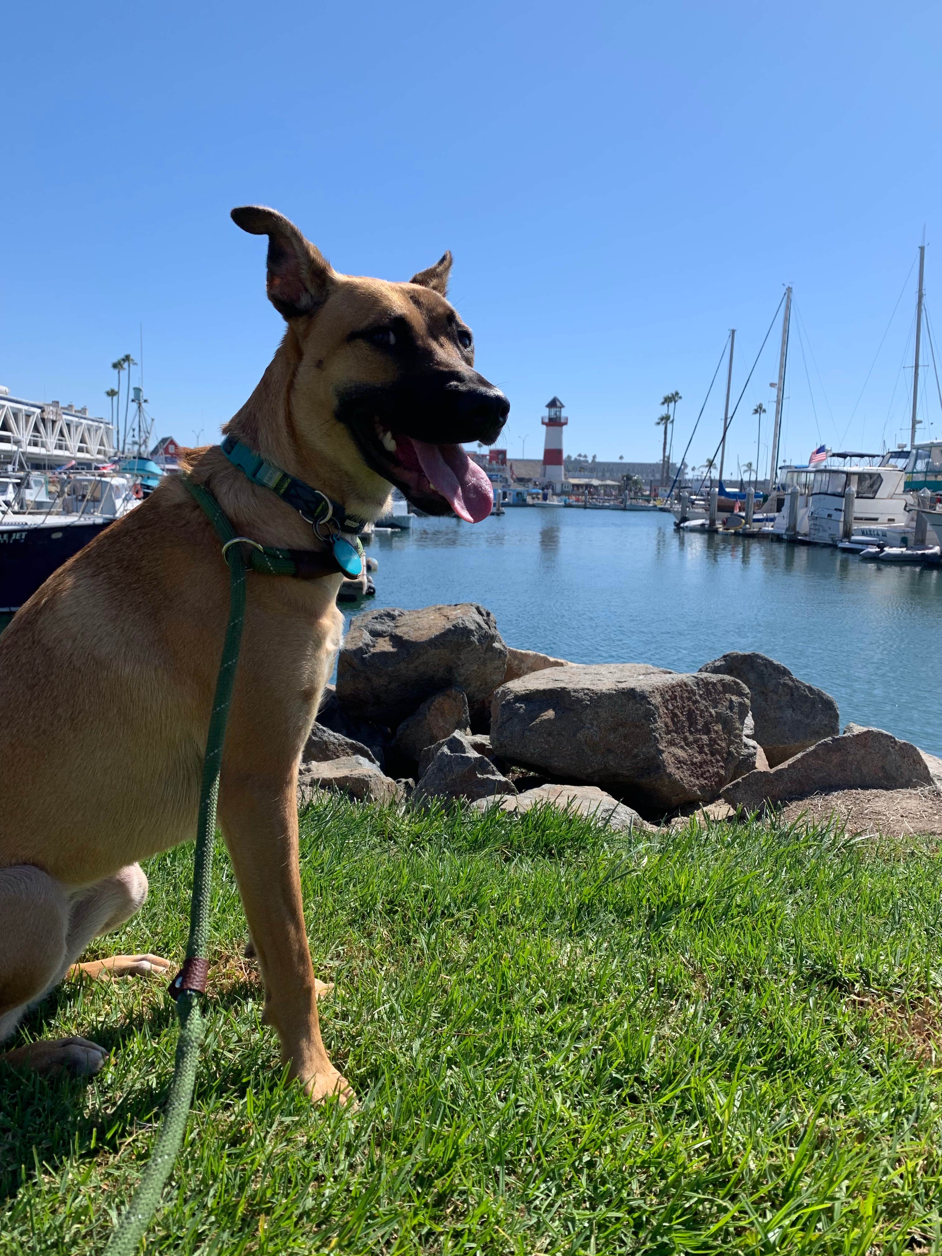 Camping near San Elijo State Beach Campground: Sandy Shores RV Park, Oceanside, California