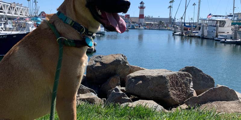 Camper submitted image from Sandy Shores RV Park