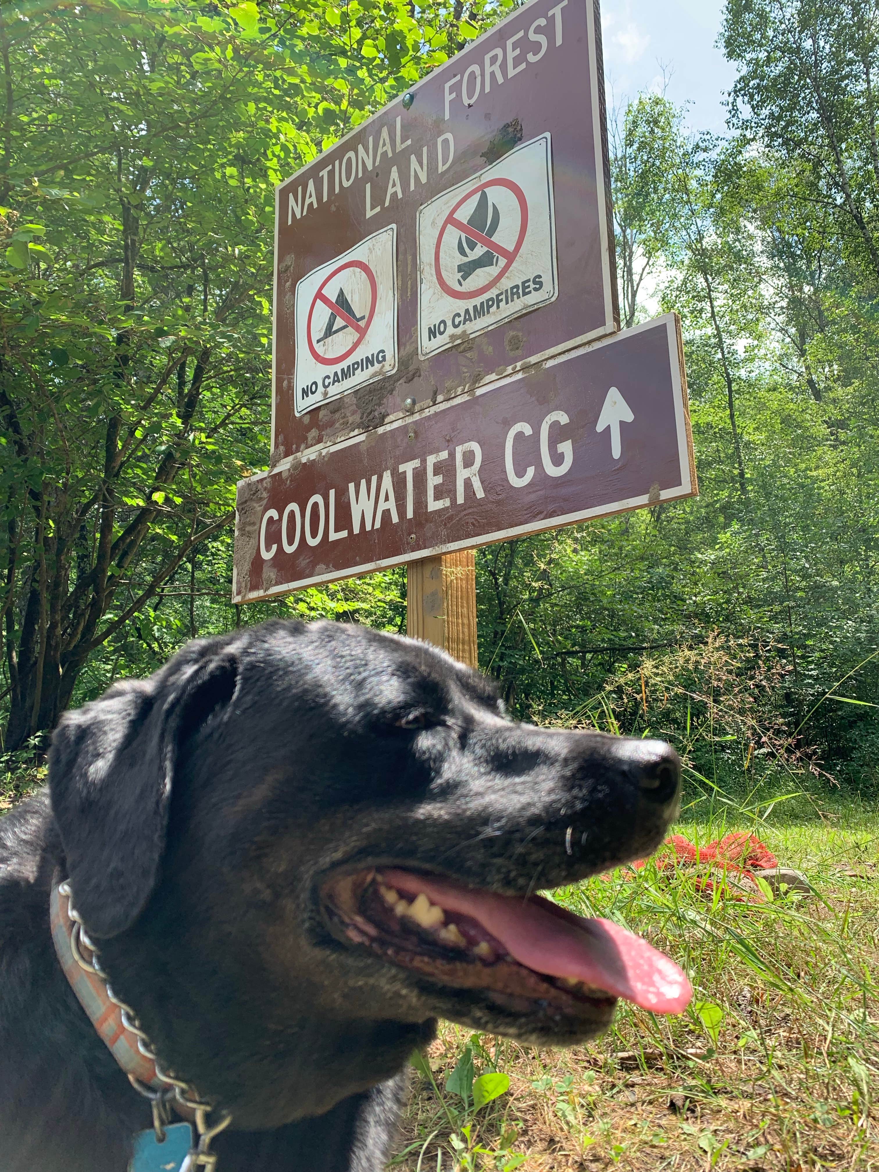 Liz D.'s photo of camping with pets at Coolwater on the Pine River Campground near Huron-Manistee National Forests