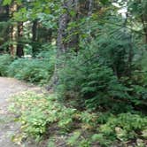 Review photo of Avalanche Campground — Glacier National Park by Natalie B., August 15, 2017