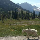 Review photo of Avalanche Campground — Glacier National Park by Natalie B., August 15, 2017