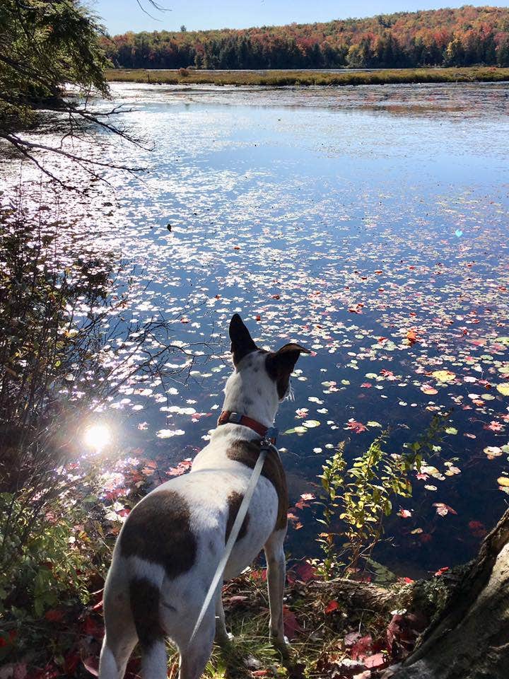 Sara Q.'s photo of camping with pets at Savoy Mountain State Forest Campground near Drury, MA