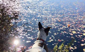 Sara Q.'s photo of camping with pets at Savoy Mountain State Forest Campground near Ashfield, MA