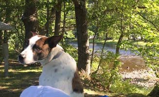 Sara Q.'s photo of camping with pets at Bald Mountain Campground near Townshend Lake