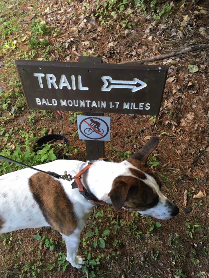 a mile up the street at the state forest is the trail head for Bald Mountain hiking trail