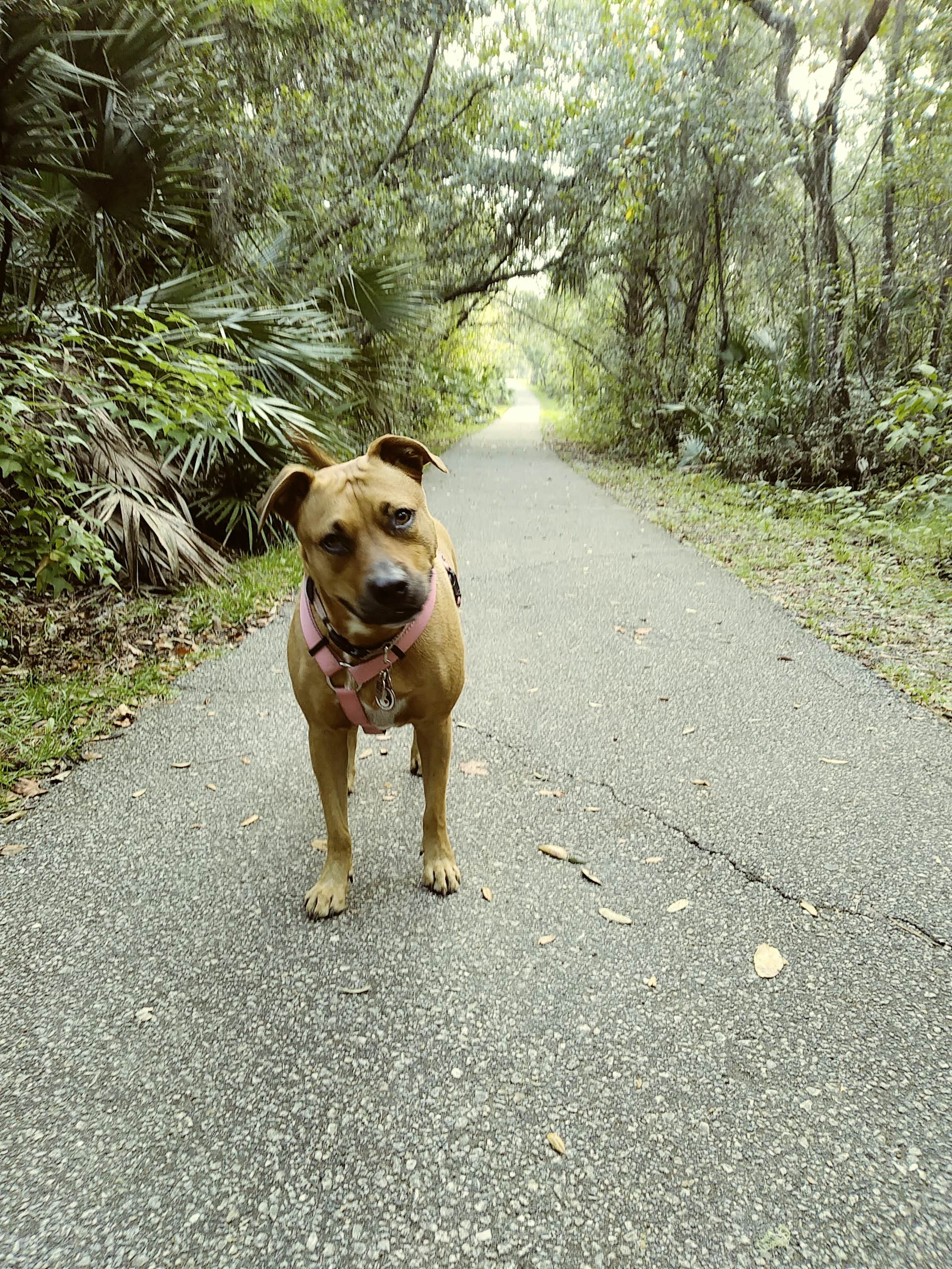 S S.'s photo of camping with pets at Blue Spring State Park Campground near Christmas, FL