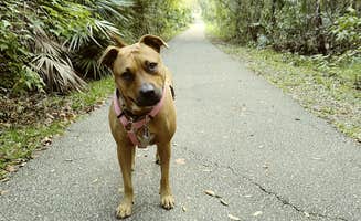 S S.'s photo of camping with pets at Blue Spring State Park Campground near Longwood, FL