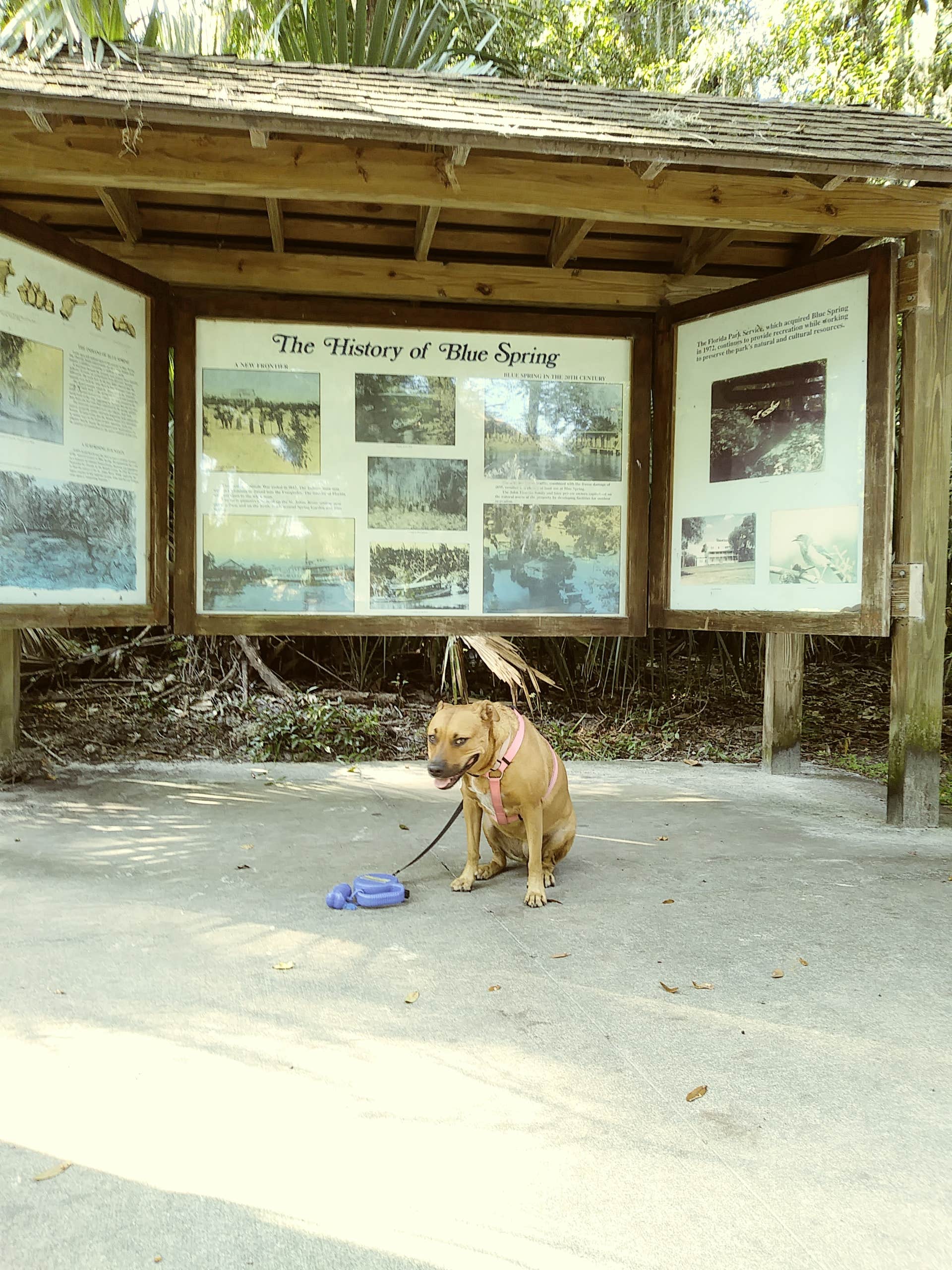 S S.'s photo of camping with pets at Blue Spring State Park Campground near New Smyrna Beach, FL