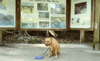 S S.'s photo of camping with pets at Blue Spring State Park Campground near Casselberry, FL