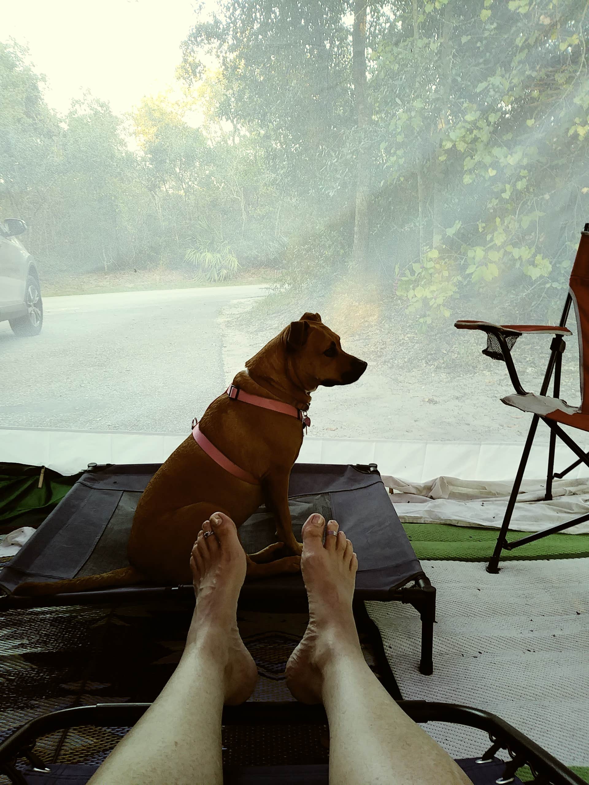 S S.'s photo of camping with pets at Blue Spring State Park Campground near Ormond Beach, FL